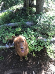 Hydnotrya cerebriformis