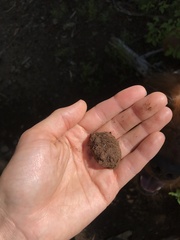 Hydnotrya cerebriformis