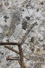 Gymnocnemia variegata