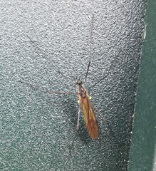 Gnophomyia tristissima