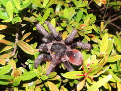 Acanthoscurria chacoana