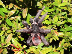 Acanthoscurria chacoana