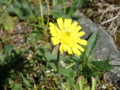 Pilosella lactucella