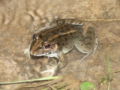 Leptodactylus macrosternum