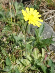 Pilosella lactucella
