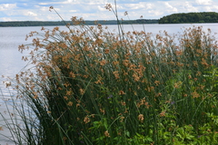 Schoenoplectus lacustris