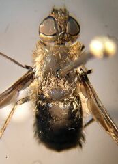 Hemipenthes morioides