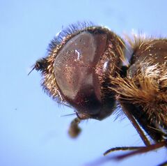Hemipenthes morioides
