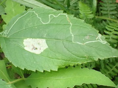 Liriomyza eupatoriella