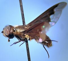 Hemipenthes morioides