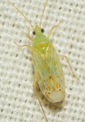 Macrotylus