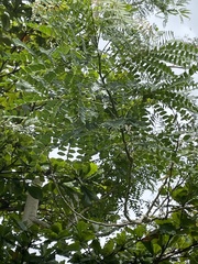 Albizia procera