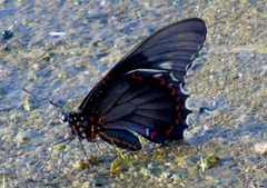 Battus polydamas polydamas