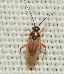Tytthus parviceps