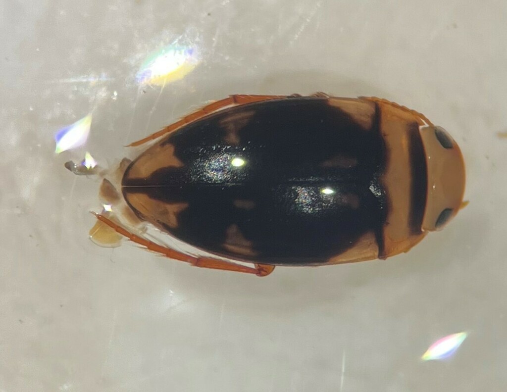 Heterosternuta pulchra