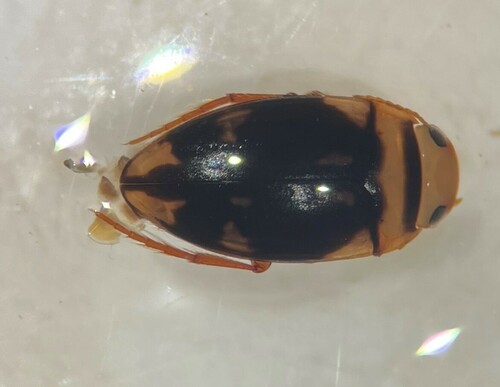 Heterosternuta pulchra