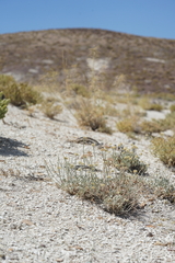 Eriogonum diatomaceum