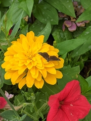 Pholisora