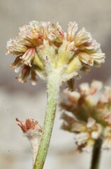 Eriogonum diatomaceum