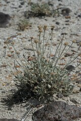 Eriogonum diatomaceum