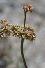 Eriogonum diatomaceum