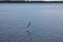 Chroicocephalus ridibundus