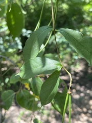 Thyrsanthella
