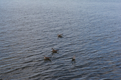 Chroicocephalus ridibundus