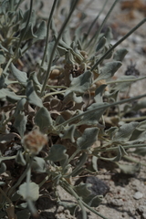 Eriogonum diatomaceum