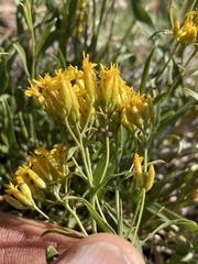 Petradoria pumila