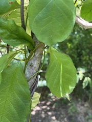 Thyrsanthella