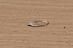 Battaristis concinnusella