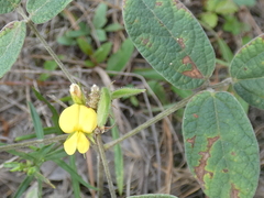 Rhynchosia tomentosa