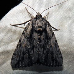 Catocala coccinata