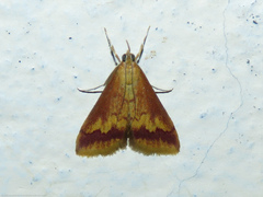 Hyalorista