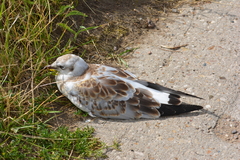 Chroicocephalus ridibundus