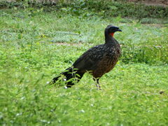 Penelope ochrogaster