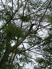Albizia procera