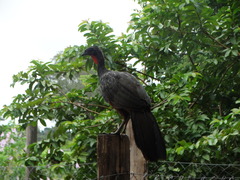 Penelope ochrogaster