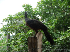 Penelope ochrogaster