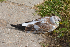 Chroicocephalus ridibundus