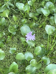 Pontederia crassipes