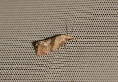Cochylidia implicitana