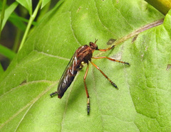 Diogmites discolor