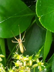 Tetragnatha