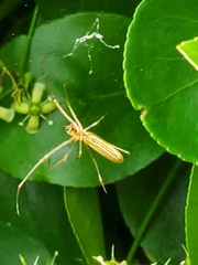 Tetragnatha