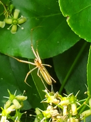 Tetragnatha