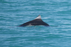 Phocoenoides dalli