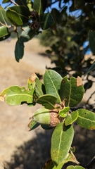 Quercus parvula