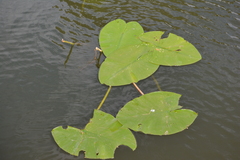 Nuphar lutea